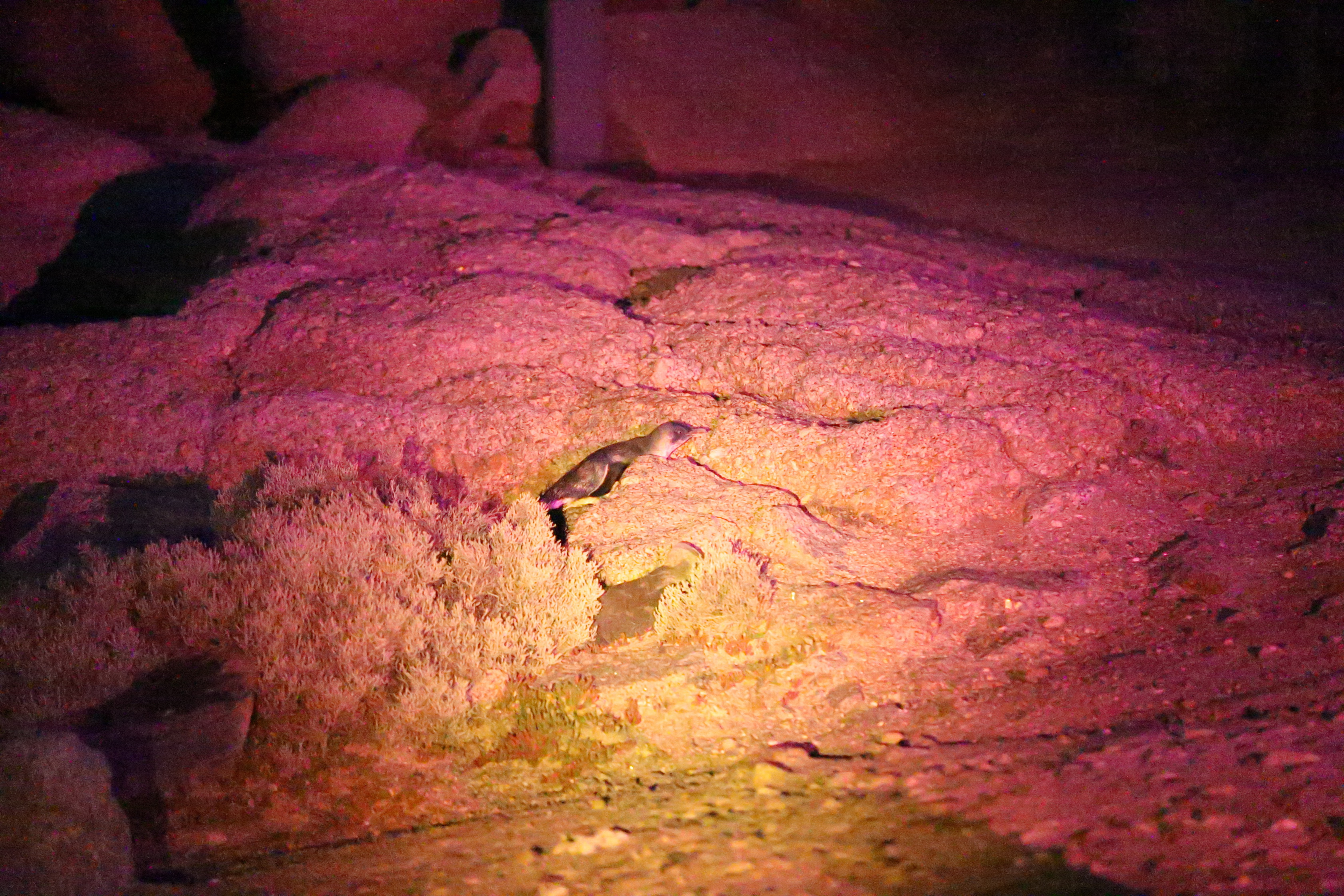 2019 09 28 18 57 48 Canon EOS 5D Mark IV 0055